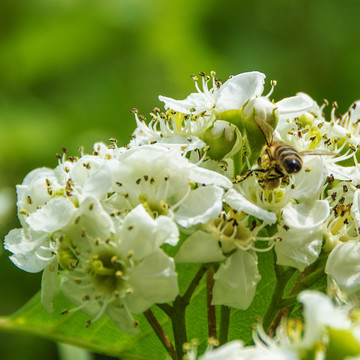 一只采蜜蜜蜂扎进山楂花内