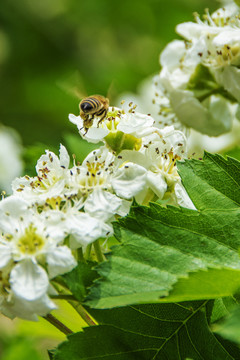 一只飞落山楂花上的采蜜蜜蜂