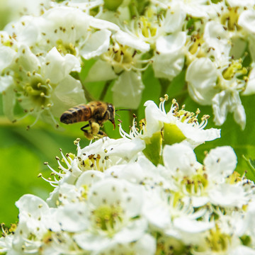 一只在山楂花上采蜜的蜜蜂