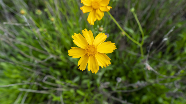 格桑花