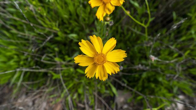 格桑花