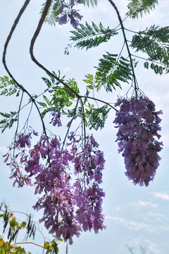 蓝花楹