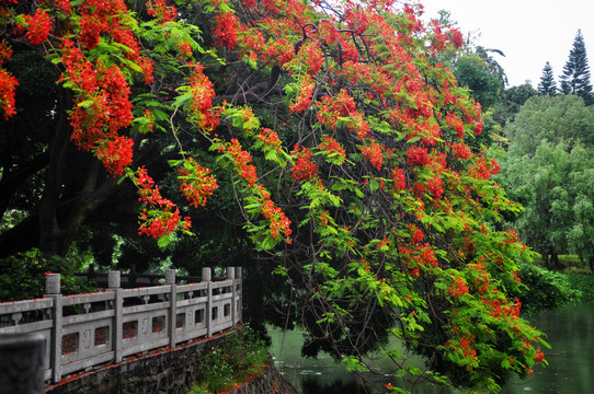 凤凰花开