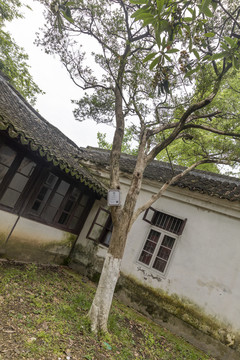 黄杨古树