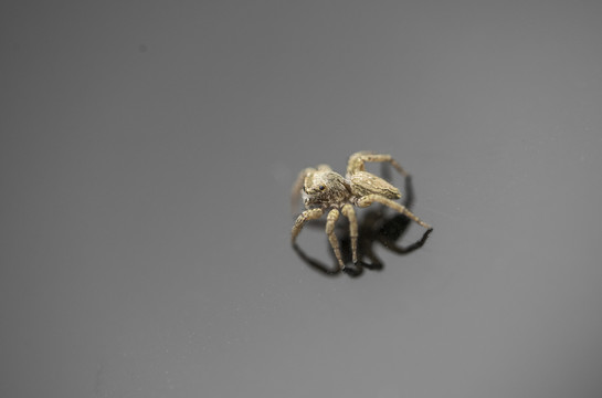 微距蜘蛛