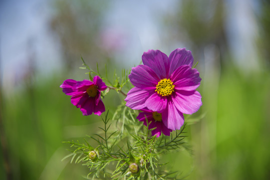 波斯菊