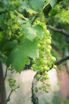 生长的葡萄