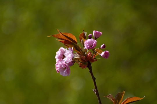 樱花