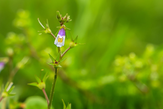 通泉草