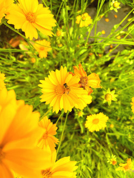 背景松果菊蜜蜂