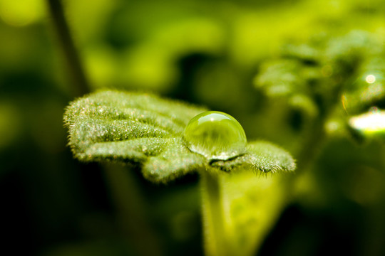 叶片上的雨滴