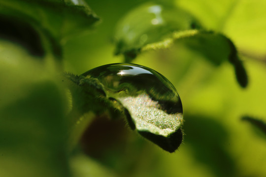 绿叶上的水珠