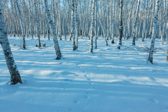 冬季森林积雪光影