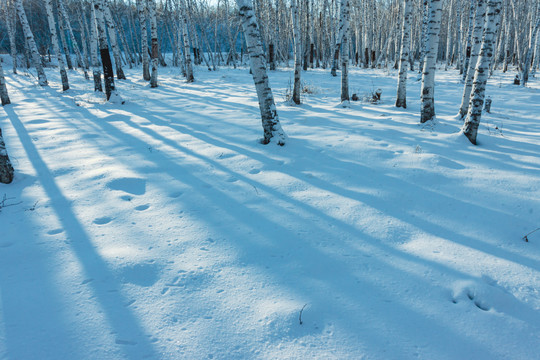 雪地雪原白桦树林光影