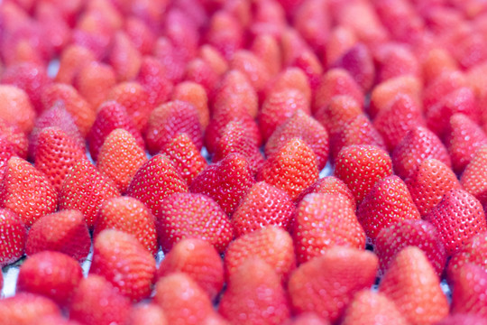 隋珠品种的草莓