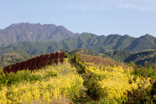 蓝田鲍旗寨写生基地