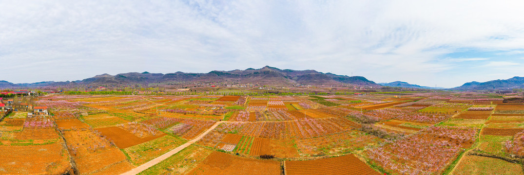 岱崮镇桃园