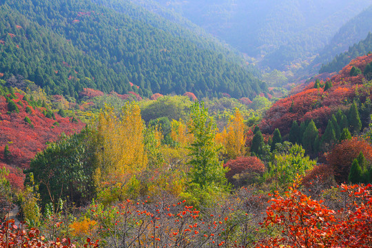 官护山