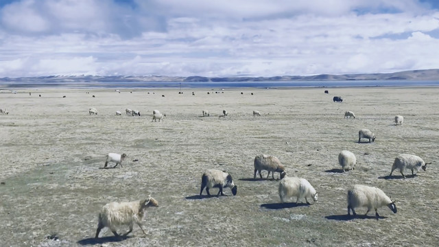 西藏纳木错高原草场羊群