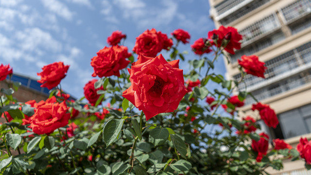 月季花