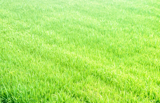 阳光下的绿色水稻秧苗