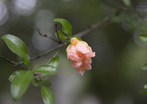 粉色石榴花