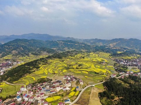 美丽乡村油菜花