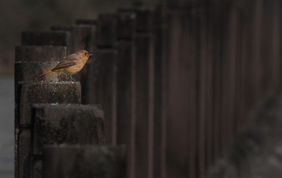 北红尾鸲