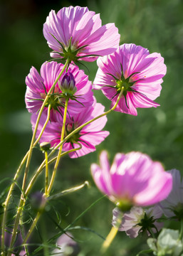 非洲菊