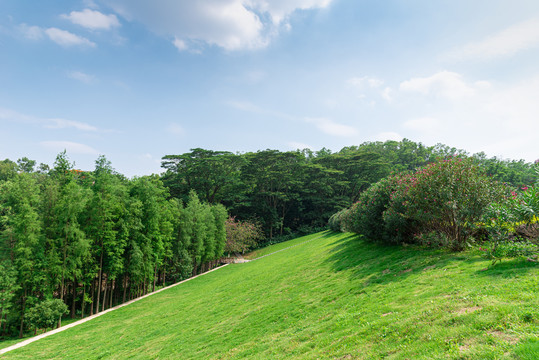 山坡草地树林