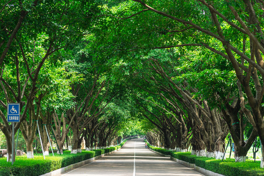 树林道路