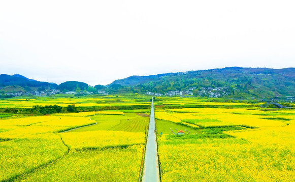 油菜花田