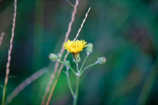 野菊花