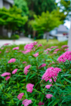 路边野花