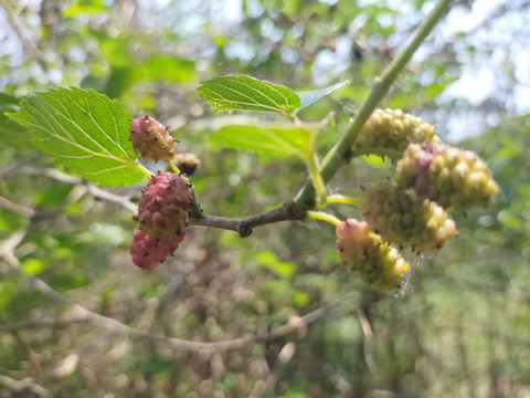 桑椹