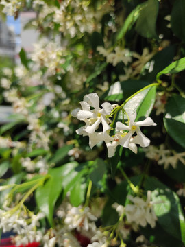 风车茉莉