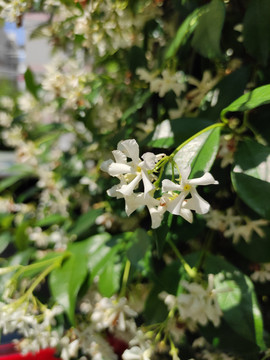 风车茉莉