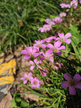 酢浆花