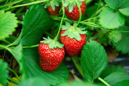 草莓园里成熟的草莓