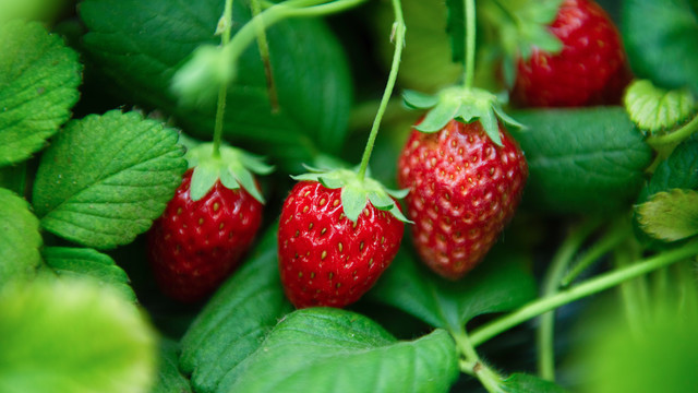 草莓园里成熟的草莓