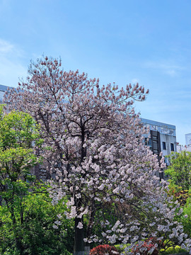 泡桐花