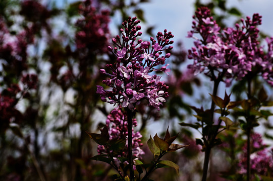 丁香花