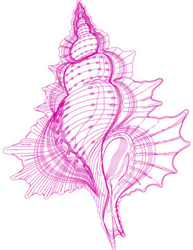 海螺手绘图