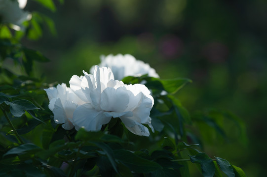 逆光的白玫瑰