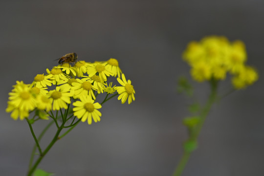 蜜蜂