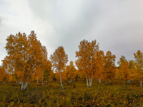 秋季金色白桦树林