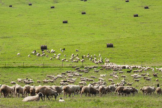 草原羊群牧场草捆子