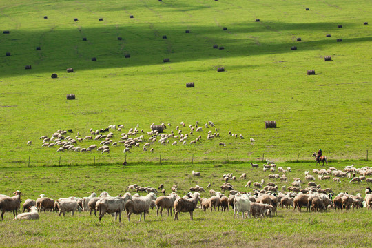 夏季草原牧场羊群骑马放牧