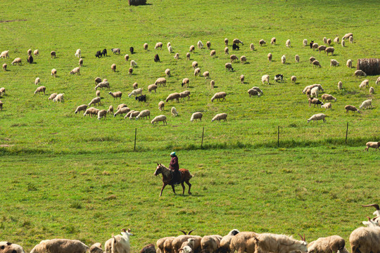 草原蒙古族骑马放牧羊群