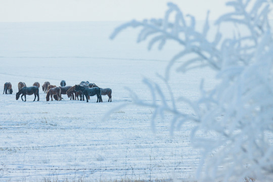 冬季雪原马群结霜野草